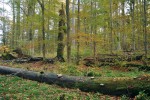 Pralesovitý porost se od hospodářského lesa liší mimo jiné přítomností velkého množství tlejícího dřeva, na které je vázána řada lišejníků a dalších indikačně významných organismů, jako např. dřevo­kazných hub. Typickým znakem pralesa je přítomnost různých věkových skupin stromů – od semenáčů po  mnohasetleté velikány. To zaručuje  vysokou rozmanitost mikrostanovišť a zvláště pak světelných podmínek. Foto J. Malíček