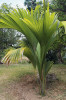  Mladá rostlina lodoicey seychelské (Lodoicea maldivica).  Vysadil ji 5. srpna 2019 v National Botanical Garden ve městě Victoria prezident  Malediv Ibrahim Mohamed Solih. V té době měl semenáč jeden pravý list  a byl dvouletý.  Foto  L. Kunte