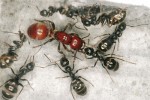 Královna mravence otrokářského s pomocnými hostitelskými dělnicemi mravence F. gagates ve formikáriu (zařízení k chovu mravenců) Foto V. Souralová