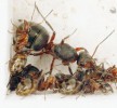 Královna mravence travního (Formica pratensis) s pomocnými dělnicemi  F. rufibarbis – v tomto případě nejde o otrokářství, ale o závislé zakládání hnízda (fakultativní sociální parazitismus). Foto V. Souralová