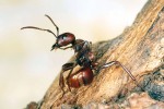 Dělnice mravence otrokářského  při hygieně – jediné činnosti, kterou kromě loupení kukel ovládá. Foto V. Souralová
