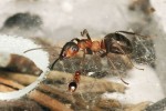 Příklad tzv. mravenčí xenobiózy – malý druh mravence Formicoxenus  nitidulus („host“) hnízdí na temeni kup lesních mravenců rodu Formica. Svým hostitelům nevykrádá plod, pouze u nich žebrá potravu, nebo jim ji krade od úst, když se velcí mravenci vzájemně krmí. Foto V. Souralová