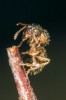 Královna druhu Myrmica hirsuta,  příklad inkvilinie – permanentního  sociálního parazitismu. Královny pronikají do hnízd pomocných mravenců. Foto V. Souralová