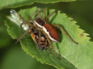 Lovčík vodní (Dolomedes fimbriatus) s potravou. Kořistí lovčíků rodu Dolomedes se stávají vodní, ve vodě se vyvíjející nebo na vodní hladinu spadnuvší členovci. Foto T. Šimek