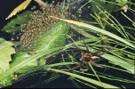 Hnízdo s mláďaty lovčíka vodního (Dolomedes fimbriatus) na mokřadní vegetaci. Samice kokon  hlídá, dokud mláďata nedosáhnou prvního nymfálního instaru. Foto A. Kůrka