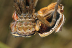 Svlékající se samice lovčíka vodního (Dolomedes fimbriatus). Ekdyze (svlékání) představuje pro pavouka rizikový proces, avšak nezbytný pro růst. Zbarvení jedince bývá po každém svlékání kontrastnější; nejkontrastnější bývají dospělci. Foto A. Kůrka