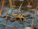 Samec lovčíka vodního (Dolomedes fimbriatus). Lovčíci „surfují“ po hladině jako bruslařky. Foto P. Hnilička