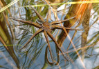 Samec lovčíka mokřadního (Dolomedes plantarius) – pavouk může sedět na povrchové blance vody díky nesmáčivému povrchu svého těla. Foto O. Machač