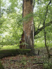 Mohutné staré stromy jsou biotopem vzácných druhů xylofágního hmyzu, např. tesaříka obrovského (Cerambyx  cerdo). Foto P. Maděra