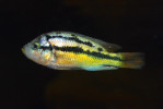 Cichlida Haplochromis sauvagei, endemit východoafrického Viktoriina jezera. Foto M. Sloviak