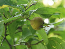 Mišpule obecná (Mespilus germanica) roste v lese u již neexistující části obce Dolní Žleb. Foto P. Petřík