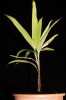 Pěstovaný kvetoucí exemplář palmy Dypsis poivreana. Botanická zahrada Praha. Foto V. a R. Rybkovi