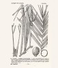 Palma Dypsis tsaratananensis  (arekovité – Arecaceae).  Převzato z publikace Flore de Madagascar et de Comores (Jumelle a Perrier  de la Bâthie 1945)