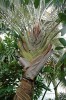 Dypsis decaryi patří k tvarově  nejzajímavějším palmám. Foto V. a R. Rybkovi