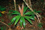 Dospělá drobná palma Dypsis mocquerysiana v národním parku Masoala. Foto V. a R. Rybkovi