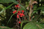 Dypsis lantzeana patří k zástupcům podrostových druhů s větveným  květenstvím a výrazně zbarvenými plody.  Záliv Antongil. Foto V. a R. Rybkovi