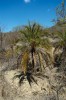 Datlovník Phoenix reclinata na přírodním stanovišti na severním pobřeží Madagaskaru.  Druh roste v sezonně sušší části ostrova, v křovinaté vegetaci na skalnatých stanovištích. Foto V. a R. Rybkovi 
