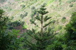 Na svazích údolí jsou obdělávané terasy s vysazenými okrasnými i užitkovými stromy, např. endemit Norfolku blahočet ztepilý (Araucaria heterophylla). Foto T. Kučera