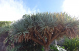 Endemit Kanárských ostrovů a Madeiry dračinec dračí (Dracaena draco) se často pěstuje v zahradách. Foto T. Kučera 