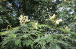 Subtropické kapinice (Acacia spp.) tvoří na ostrově nepůvodní lesy, dnes jsou řazené do široké čeledi bobovitých (Fabaceae). Foto T. Kučera