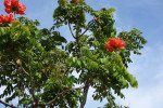 Výrazný a krásný je červeně kvetoucí africký tulipánový strom Spathodea campanulata původem z tropické Afriky. Foto T. Kučera