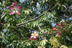 Barvou květů před olistěním připomíná jihoamerický vlnovec Ceiba speciosa naše jabloně, kvete až dvakrát ročně a na kmeni jsou ostnité výrůstky. Foto T. Kučera