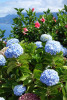 Asijská hortenzie velkolistá (Hydrangea macrophylla, Hydrangeaceae) je oblíbená nejen u nás. Foto T. Kučera