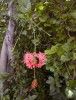 Ibišek klanoplátečný (Hibiscus schizopetalus) zaujme zpeřenými korunními lístky, má africký původ. Foto T. Kučera