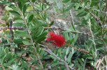 Australský nitkokvět (Calistemon sp.) z čeledi myrtovitých (Myrtaceae) se všudypřítomnými ještěrkami. Foto J. Kučera