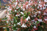 Okrasná abélie velkokvětá (Abelia x grandiflora, zimolezovité – Caprifoliaceae) je křížencem rodičovských druhů pocházejících z východní Asie a Mexika. Foto T. Kučera