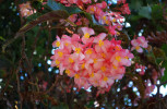 Opakovaně kvete keřová begónie šarlatová (Begonia coccinea, Begoniaceae), původem z Brazílie. Foto T. Kučera