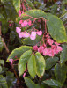 Opakovaně kvete keřová begónie šarlatová (Begonia coccinea, Begoniaceae), původem z Brazílie. Foto T. Kučera