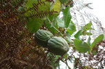 Zajímavou liánou s jedlým plodem připomínajícím tykvovitý čajot je Araujia sericifera (toješťovité – Apocynaceae). Foto T. Kučera 