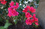 Mnoho dalších pěstovaných keřů z roztodivných čeledí roste v celé středozemní oblasti, např. nocenkovitá bugenvilea (Bougainvillea, Nyctaginaceae). Foto T. Kučera