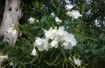 Ve Středozemí se pěstuje hojně oleandr obecný (Nerium oleander, toješťovité – Apocyanaceae), který je ale velmi jedovatý. Foto T. Kučera