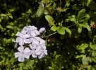 Běžně se v keřových výsadbách či plotech můžeme setkat s olověncem (Plumbago sp., Plumbaginaceae). Foto T. Kučera