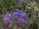 Kapský kalokvět africký (Agapanthus praecox). Foto T. Kučera