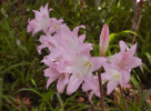 Amarylka spanilá (Amaryllis belladonna). Foto T. Kučera