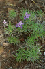 Dřevnatost stonků se vyvinula i u brukvovitých (Brassicaceae). Trýzel Erysimum arbuscula . Foto A. Kučerová