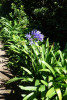 Kapský kalokvět africký (Agapanthus praecox) roste jak v zahradách, tak jako zplanělý prakticky všude. Foto T. Kučera