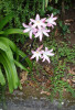 Bezlisté lodyhy amarylky spanilé (Amaryllis belladonna) rostou často v porostech kalokvětu afrického (Agapanthus praecox). Foto T. Kučera