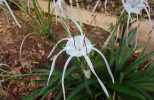 "Krabí" rostlina hymenokalis pobřežní (Hymenocallis littoralis; dnes řazeno společně s česnekovitými v čeledi amarylkovitých – Amaryllidaceae). Foto A. Kučerová