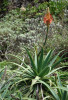 Původem jihoafrická aloe stromovitá (Aloe arborescens, asfodelovité – Asphodelaceae) je jednak pěstovaná, jednak i samovolně zplaňuje na hospodářsky opuštěných místech. Foto T. Kučera