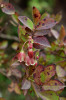 Vavřínové mlžné lesy nad 700 m n. m. v podrostu hostí endemický vřesovec (Erica platycodon subsp. maderincola) a brusnici Vaccinium padifolium (na obr.). Foto A. Kučerová