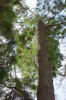 Přesličník tichomořský (Casuarina equisetifolia) z čeledi přesličníkovitých (Casuarinaceae). Víc se v běžném atlase rostlin nedozvíme, úzce vymezených čeledí existuje mnoho, o evoluci nebo příbuznosti název příliš neřekne. Teprve podle literatury lze zjistit, že „přesličkovité“ větvičky jsou šupinovité, tedy přeměněné listy, šištice jsou jehnědy a nejbližší příbuzné představují bříza s pabukem z řádu bukotvarých (Fagales). Foto T. Kučera