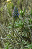 Hadinec Echium candicans je jedním z 23 endemických hadinců rostoucích v Makaronésii. Střední hornatá část až do výše 1 861 m n. m. (Pico Ruivo). Foto A. Kučerová