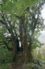 Starý strom vavřínu azorského (Laurus azorica). Foto V. Zelený