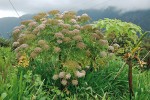 Melanoselinum decipiens (miříkovité – Apiaceae), s hustými okolíky bílých až narůžovělých květů, je endemitem Madeiry a Azorských ostrovů. Foto V. Zelený