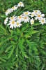Kopretinovec peřenolistý pravý (Argyranthemum pinnatifidum subsp. pinnatifidum) – jeden ze tří poddruhů endemického druhu najdeme v podrostu vavřínových lesů a pěstuje se i pro okrasu. Foto V. Zelený