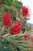 Grevilea Banksova (Grevillea  banksii), jeden z asi 350 druhů početného rodu čeledi proteovitých (Proteaceae), roste jako 3–5 m vysoký keř. Pochází z Queenslandu. Červené nebo i krémově bílé květy se rozvíjejí téměř po celý rok. Poskytují mnoho nektaru papouškům. V Austrálii se pěstuje i v poléhavých kultivarech. Foto V. Zelený